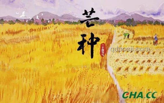 今日芒种，如何应对农事繁忙与气候挑战